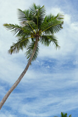 Wall Mural - Tropical palm tree with blue sky and white clouds background.