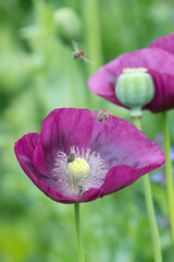 Wall Mural - Close up of an opium poppy (papaver somniferum) flower in bloom