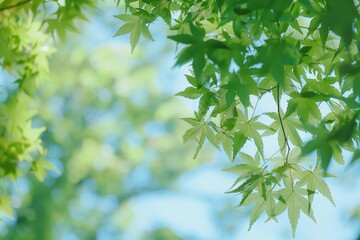 Aufkleber - Close-up of green leaves swaying in the breeze against a soft blue sky, Fresh green leaves on trees swaying in the breeze