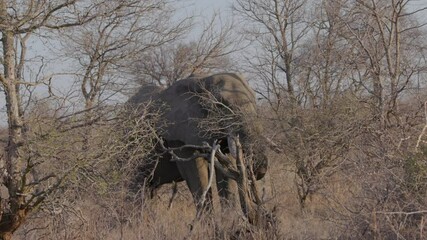 Wall Mural - an african elephant foraging on tree branches at balule nature reserve of kruger national park in south africa