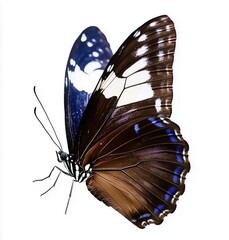 Wall Mural - Stunning Butterfly Displaying Elegant Blue and Brown Patterns on a White Background
