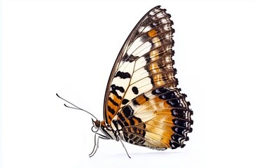 Stunning Multicolored Butterfly Resting Gracefully on a White Surface with Intricate Wing Patterns
