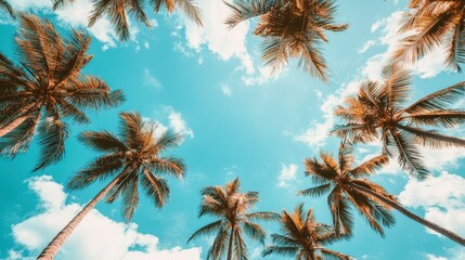 Poster - A serene landscape featuring numerous palm trees rising majestically against a clear sky, evoking a tropical and peaceful atmosphere.