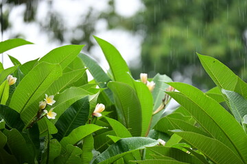 Wall Mural - beautiful frangipani flower tree in springtime, rainy day