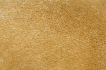 Wall Mural - Dog fur brown texture or animal skin background