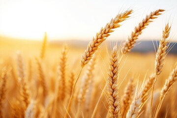 Aufkleber - Golden Hour Sustainability Regenerative Agriculture Wheat Field Showcasing Eco-Conscious Farming, Organic Harvest Trends and Climate-Resilient Food Production