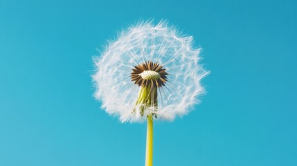 Canvas Print - Ethereal Mindfulness Moment Delicate Dandelion Clock Symbolizing Tranquility, Hope, and Gentle Transformation in Minimalist Wellness Branding