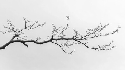 Serene Winter Branch Monochrome Nature Photography
