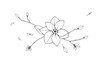 © Litan - White flower on black background