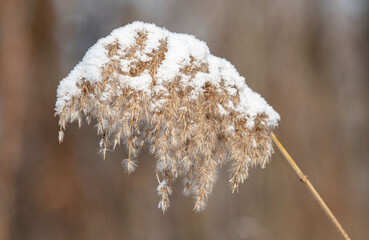 Wall Mural - A snow covered plant with a brown stem