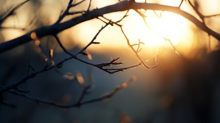 Poster - Close up view of branches silhouetted against vibrant sunset sky for natural beauty : Generative AI