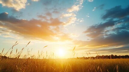 Leinwandbilder - Breathtaking golden sunset illuminating a vast field of tall grass under a clear blue sky with fluffy clouds : Generative AI