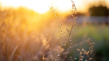 Poster - Golden Grass Silhouetted Against a Beautiful Sunset in a Natural Landscape : Generative AI