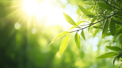 Aufkleber - Beautiful sunlight filtering through fresh green leaves in a serene forest setting : Generative AI
