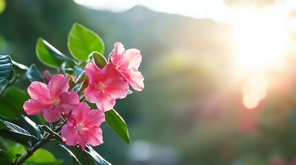 Fototapete - Beautiful Pink Flowers with Soft Bokeh Background Creating a Dreamy Natural Scene : Generative AI