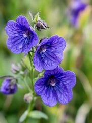 Poster - Bright purple flowers in a natural setting with vivid colors and intricate details in soft sunlight : Generative AI
