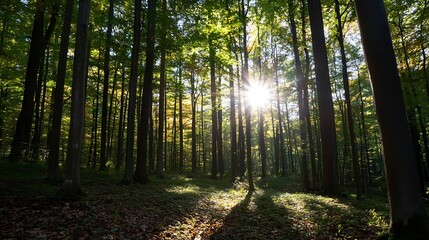 Poster - Serene sunlight filtering through tall trees creating a peaceful woodland scene in nature : Generative AI