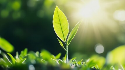 Aufkleber - Closeup view of a fresh green plant leaf soaking in warm sunlight showcasing new life and growth : Generative AI