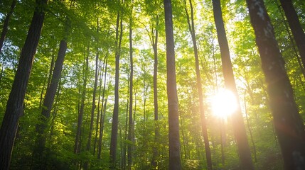 Poster - Sunlight filtering through lush green trees in an enchanting forest landscape : Generative AI