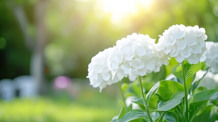 Poster - Radiant White Hydrangea Blooms Bathed in Golden Sunlight in a Lush Garden : Generative AI