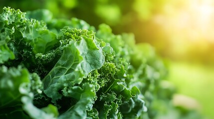 Poster - CloseUp of Fresh Green Kale Leaves Vibrantly Lit by Sunlight : Generative AI