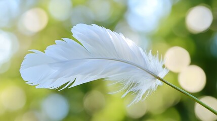 Poster - Elegant White Feather Gracefully Floating Against a Soft Green Bokeh Background : Generative AI