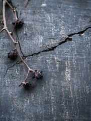 Aufkleber - Dried Herbal Twigs and Fruits Resting on a Textured Wooden Background for Natural Aesthetics : Generative AI