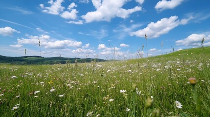 Poster - Vibrant Meadow Filled with Wildflowers and Bright Blue Sky with Fluffy Clouds : Generative AI