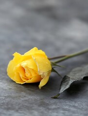 Poster - Beautiful wilted yellow rose on a smooth surface illuminated softly from the side : Generative AI