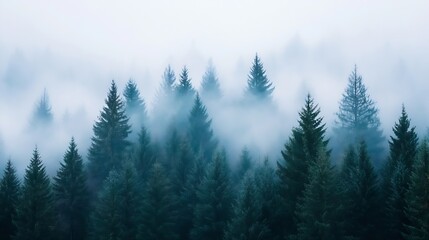 Aufkleber - Mystical Fog Enveloping a Dense Pine Tree Forest Creating an Enchanting Natural Landscape Scene : Generative AI
