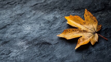 Fototapete - Single autumn leaf on dark stone background showcasing nature's beauty and detail in yellow tones : Generative AI