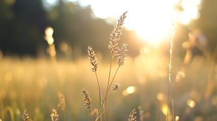 Poster - Golden grass blades illuminated by warm sunlight in a peaceful field during sunset : Generative AI