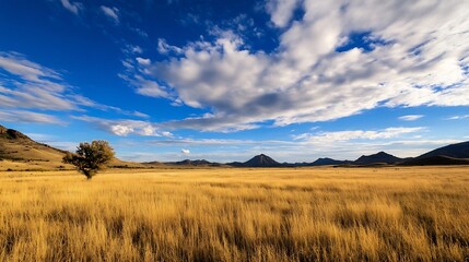Poster - Expansive golden field under a bright blue sky with fluffy clouds : Generative AI