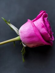 Poster - A stunning closeup of a pink rose displaying intricate petals and vibrant color on a dark background : Generative AI