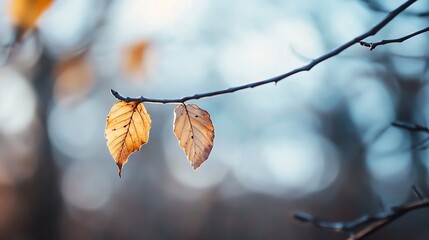 Aufkleber - Autumn leaves on a branch illuminated by soft sunlight in a forest backdrop : Generative AI