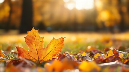 Poster - Vibrant autumn leaf resting on the ground among a colorful array of fallen leaves in a park : Generative AI