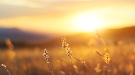 Poster - Golden Sunset Over a Field of Grass Captured in Soft Focus Creating a Serene Mood : Generative AI