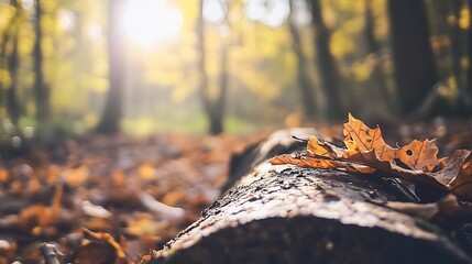 Poster - Autumn Leaves on a Log in a Sunlit Forest Setting with Beautiful Bokeh Background : Generative AI