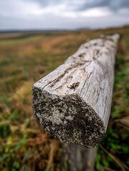 Poster - Close up of a weathered wooden fence post with moss and lichen in a serene outdoor landscape : Generative AI