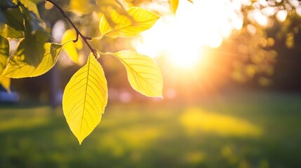 Aufkleber - Sunlit Green Leaves Against a Beautiful Background of Nature and Serenity : Generative AI