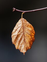 Poster - Closeup of a dried yellow leaf hanging from a branch showing texture and the beauty of nature : Generative AI