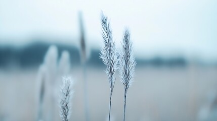 Aufkleber - Frost Covered Grass Making Beautiful Texture on a Winter Day : Generative AI