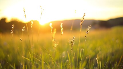 Poster - Beautiful sunrise lighting up a field of tall grass with soft glow and warm colors : Generative AI