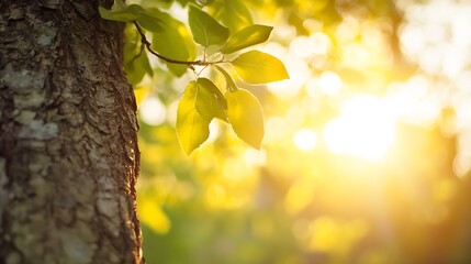 Poster - Closeup of fresh green leaves illuminated by soft sunlight creating a dreamy and warm atmosphere : Generative AI