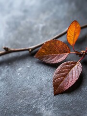 Poster - Closeup of autumn leaves on a dark stone background highlighting textures and colors : Generative AI