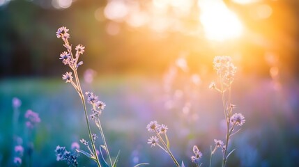 Aufkleber - Beautiful wildflowers illuminated by golden sunlight in a field at dusk : Generative AI