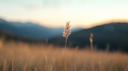 Poster - Single golden grass stalk against a backdrop of rolling mountains during sunset : Generative AI