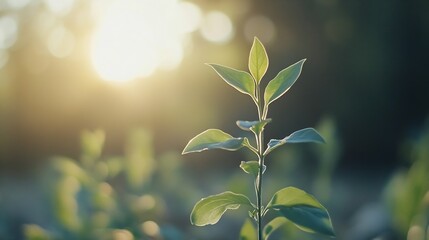 Aufkleber - Fresh green plant leaves shimmering in golden sunlight creating a serene and peaceful outdoor setting : Generative AI