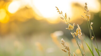 Poster - Golden Wheat Grass Bathed in Warm Sunset Light with Soft Focus Background : Generative AI