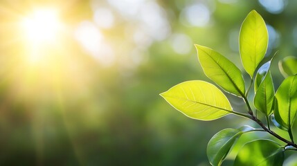 Aufkleber - Closeup view of fresh green leaves basking in sunlight showcasing nature's beauty and tranquility : Generative AI